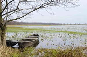 Images Dated 9th April 2008: Traditional fishermens punts chained to a tree beside flooded Narew marshes with flowering marsh