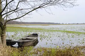 Marshes Prints: Traditional fishermens punts chained to a tree beside flooded Narew marshes with flowering marsh marigolds