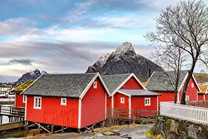 Cabins Prints: Traditional rorbu cabins in Reine