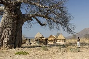 Images Dated 18th August 2010: Traditional settlement and large baobab tree near Lake Kariba, Zimbabwe, Africa
