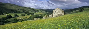 Barn Prints: Traditional stone barn and buttercup meadow in Swaledale with stormy sky, Gunnerside