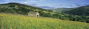 Barn Prints: Traditional stone barn in yellow buttercup meadow in Swaledale, Gunnerside