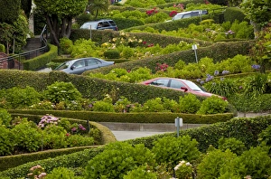 Moving Down Prints: Traffic slowly zigzags down Lombard Street, the crookedest street in the city