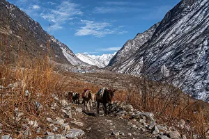 Pack Prints: On the Trail with Pack Mules transporting gear to Kyanjin Gompa