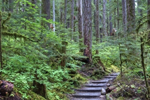 Washington Prints: Trail to Sol Duc Falls, Rain Forest, Olympic National Park, UNESCO World Heritage Site