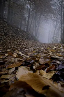 Trail in the wood on a foggy day all covered by dead leaves, Rhineland-Palatinate, Germany, Europe Trail in the wood on a foggy day all covered by dead leaves, Rhineland-Palatinate, Germany, Europe