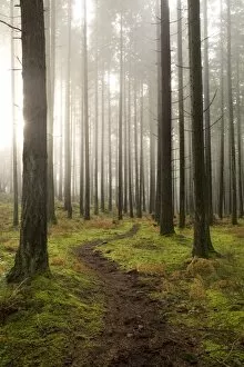 Trail through the woodland, Vashon Island, Washington State, United States of America