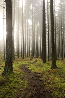 Images Dated 19th December 2009: Trail through the woodland, Vashon Island, Washington State, United States of America