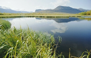 Tranquil landscape
