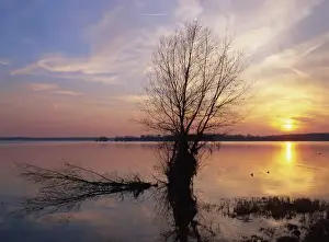 Champagne Ardenne Prints: Tranquil scene of bare tree silhouetted against the winter sunset on the Lac du Der Chantecoq in the Champagne Ardennes