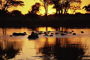 Botswana Prints: Tranquil scene of a group of hippopotamus (Hippopotamus amphibius) in water at sunset