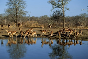 Kruger Prints: Tranquil scene of a group of impala