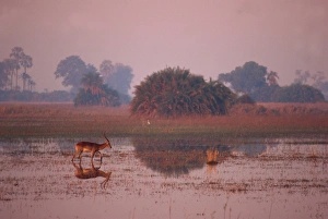 Lechwe Prints: Tranquil scene of a single red lechwe