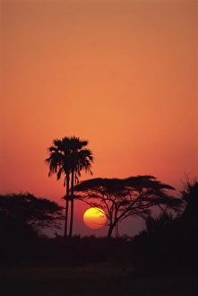 Botswana Prints: Tranquil scene of trees silhouetted against the sun at sunset, Okavango Delta