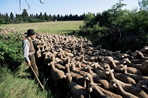Shepherd Prints: Transhumance, St. Remy, Bouches du Rhone, Provence, France, Europe