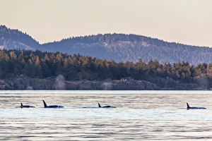 Transient killer whales (Orcinus orca), Haro Strait, Saturna Island, British Columbia, Canada, North America