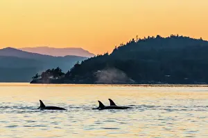 Three Animals Prints: Transient killer whales (Orcinus orca) surfacing at sunset