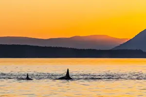Transient killer whales (Orcinus orca) surfacing at sunset, Haro Strait, Saturna Island, British Columbia, Canada, North America
