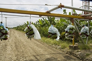 Equipment Prints: Transporting bananas from plantation, Costa Rica