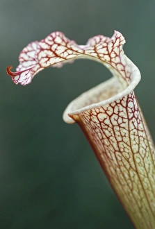 Trap Prints: Trap of carnivorous plant, Sarracenia leucophylla, Kew Gardens, London