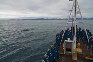 Whales Prints: Trawler with tourists watching a whale, Husavik, Iceland, Polar Regions