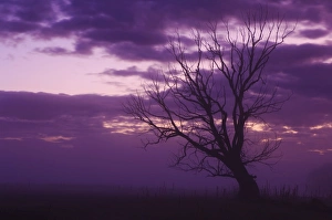 Grief Prints: Tree, Alexandra