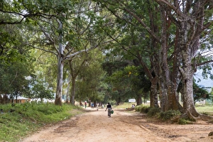 Malawi Prints: Tree alley in Livingstonia, Malawi, Africa