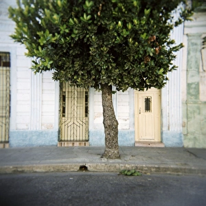 Cienfuego Prints: Tree and architectural detail, Cienfuegos, Cuba, West Indies, Central America