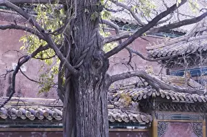Palace Museum Prints: Tree and architectural detail, Forbidden City (Palace Museum), Beijing, China, Asia