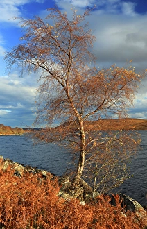 Birch Prints: Tree in autumn, Loch Naver, Sutherland, Highland, Scotland, United Kingdom