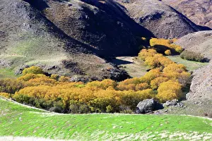 Forestry Prints: Tree in autumn, South Island, New Zealand
