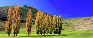 Zealand Prints: Tree in autumn, South Island, New Zealand