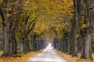 Avenue Prints: Tree Avenue