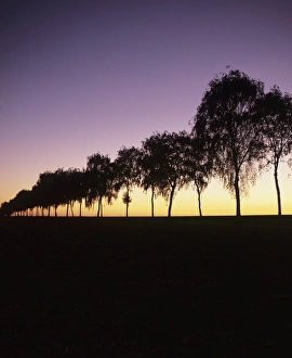 Images Dated 10th September 2009: Tree avenue at sunset, Hohenlohe, Baden Wurttemberg, Germany, Europe