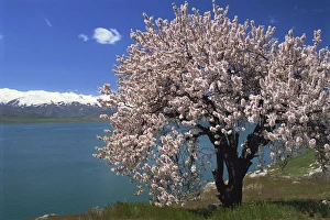Akdamar Island Prints: Tree in blossom