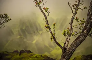 Hawaii Islands Prints: A tree branch with fresh growth in front of a soft backdrop of the NaPali Coast mountains