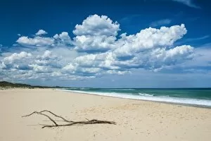 Images Dated 5th November 2008: Tree branch on a sandy beach in Cape Conran Coastal Park, Victoria, Australia, Pacific