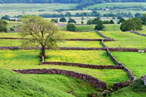 Stone Wall Prints: Tree and buttercup meadows near Askrigg at dusk Wensleydale