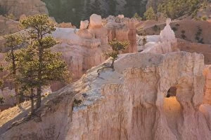 Images Dated 22nd November 2007: Tree clinging to rock at sunrise, Bryce Canyon National Park, Utah, United States of America