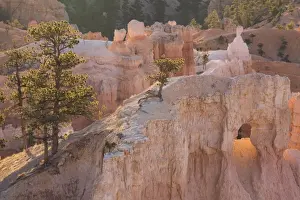 Pottery Prints: Tree clinging to rock at sunrise