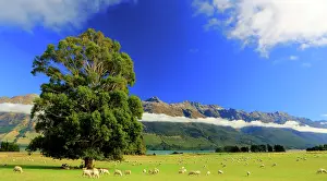 Zealand Prints: Tree and cloud inversion, Lake Wakatipu, South Island, New Zealand