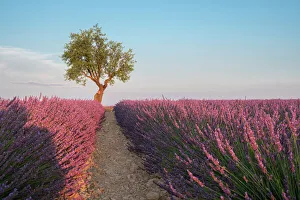 Lavender Prints: A tree at the end of a lavender field at sunset
