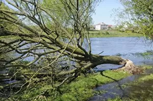 Tree felled by Eurasian beaver (Castor fiber) by Narew River close to Strekowa Gora village, Biebrza National Park
