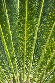 Tree Fern, Arenal, Costa Rica