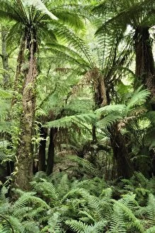 Images Dated 16th January 2009: Tree Ferns, Dandenong Ranges National Park, Victoria, Australia, Pacific