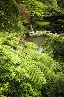 Railing Gallery: Tree ferns and Duck Pond, Wellington Botanic Garden, Wellington, North Island