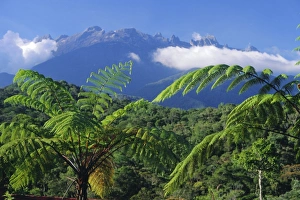 Fern Prints: Tree ferns in foreground