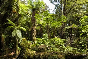 Fern Prints: Tree ferns in Glow Worm Dell (Miniehaha), Fox Glacier village, Westland, South Island