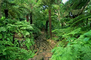 Gardens Prints: Tree ferns, Kirstenbosch Botanical Gardens, Cape Town, South Africa, Africa