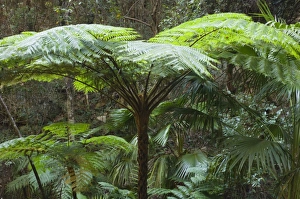 Tree ferns, Moss Garden, Carnarvon Gorge, Carnarvon National Park, Queensland